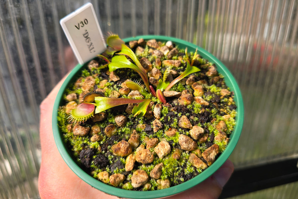 Dionaea muscipula 'DC XL’ - Venus Fly Trap