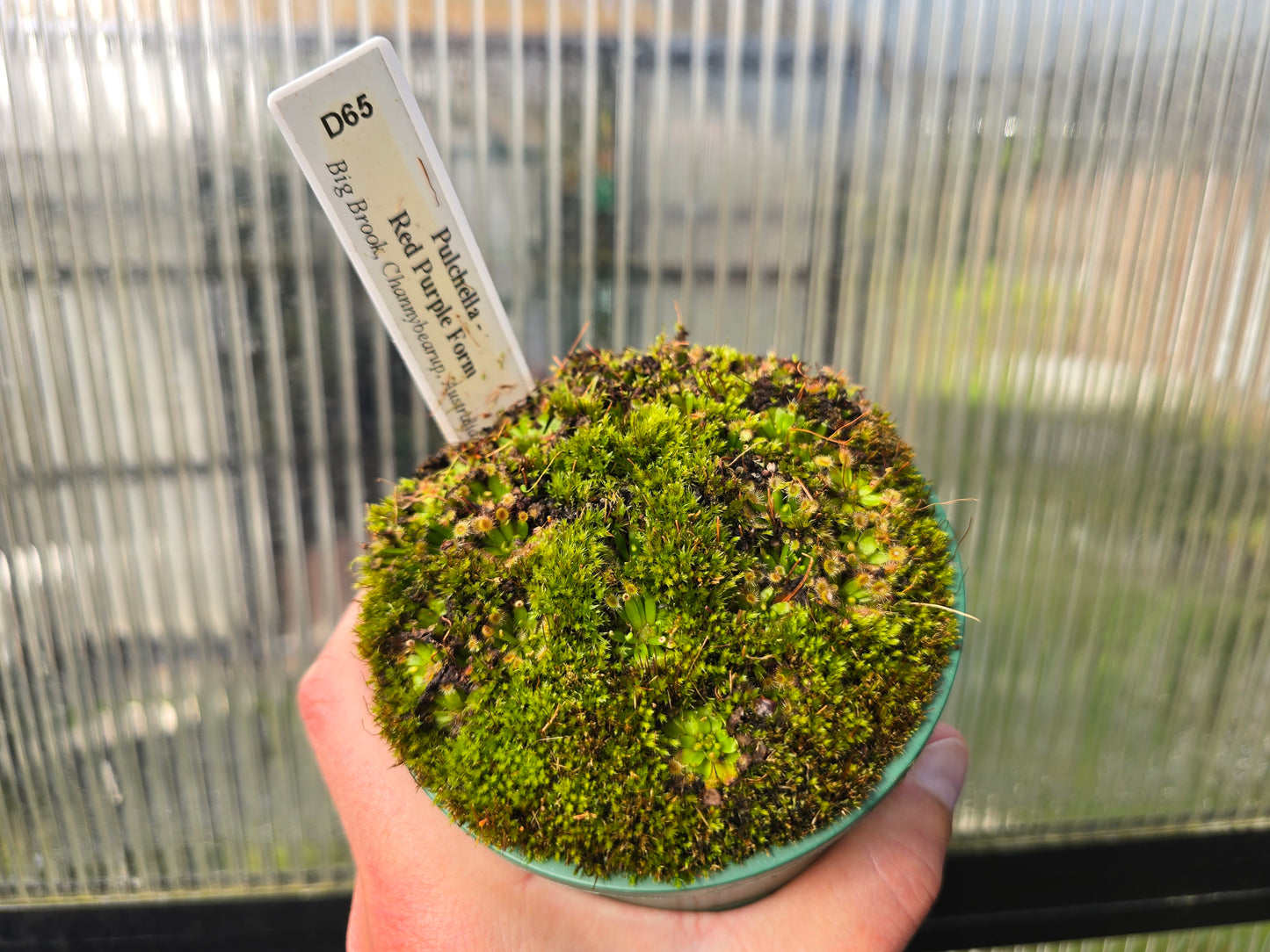 Drosera pulchella - Red Purple Form (Big Brook, Channybearup, Australia) - Pygmy Sundew