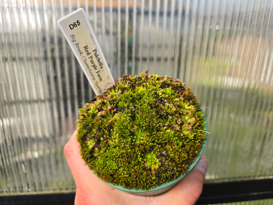 Drosera pulchella - Red Purple Form (Big Brook, Channybearup, Australia) - Pygmy Sundew