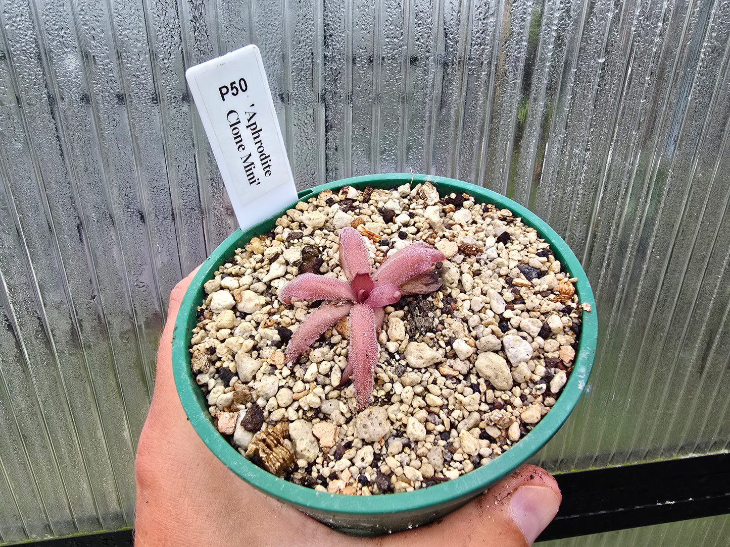 Pinguicula 'Aphrodite Clone Mini' - Mexican Butterwort