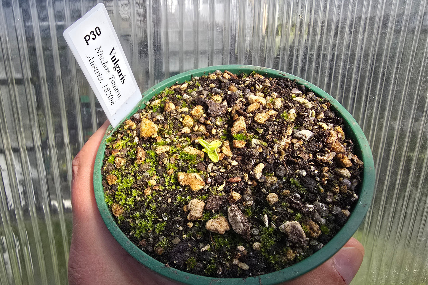 Pinguicula vulgaris (Niedere Tauern, Austria) - Cold Temperate The-Common Butterwort