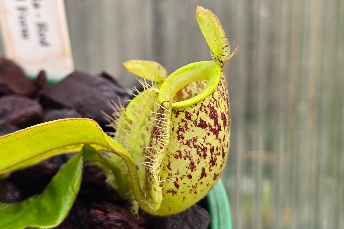 Nepenthes ampullaria 'Red Speckled Form' - Lowland Tropical Pitcher Plant
