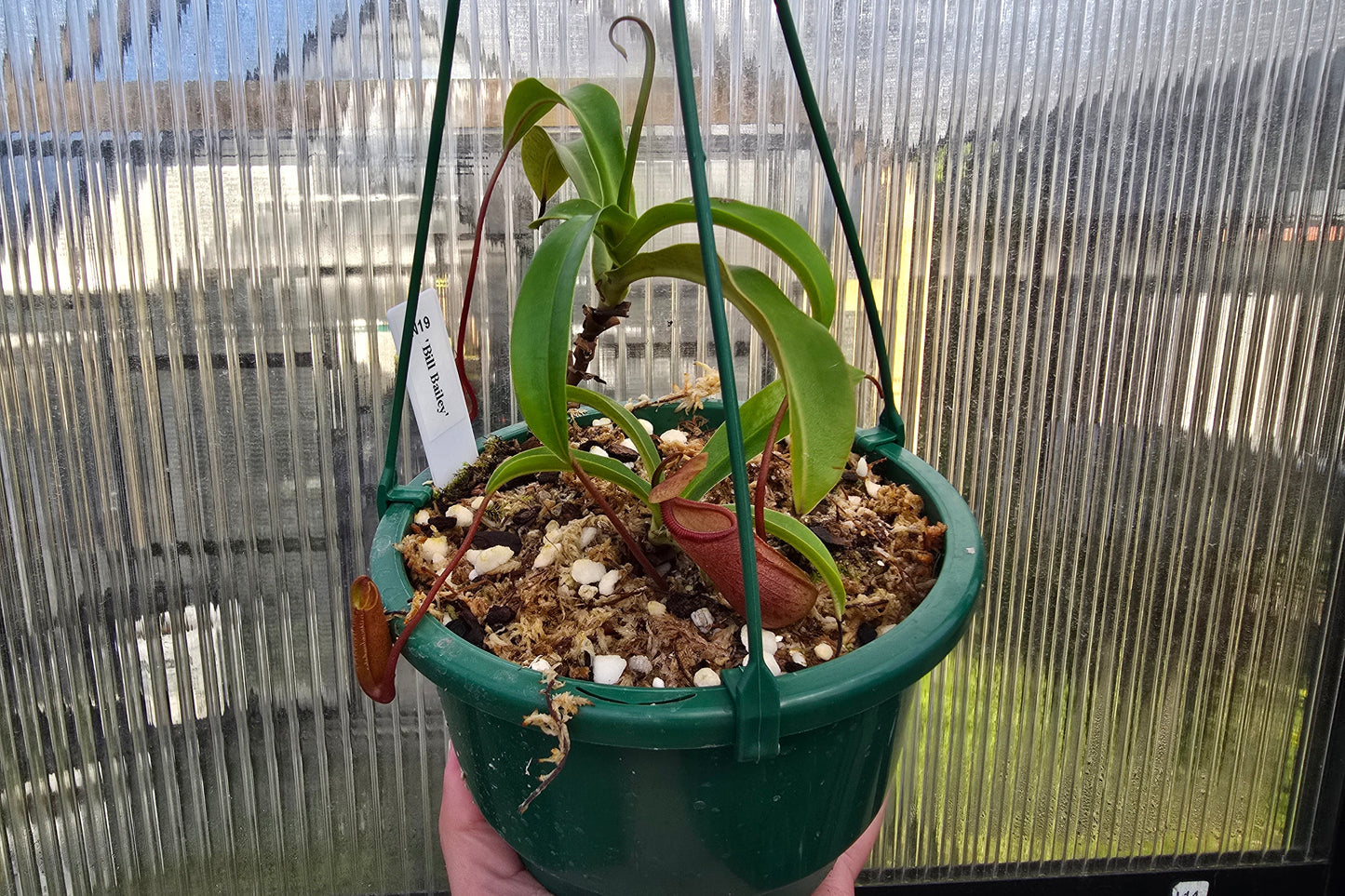 Nepenthes 'Bill Bailey' - Highland Tropical Pitcher Plant