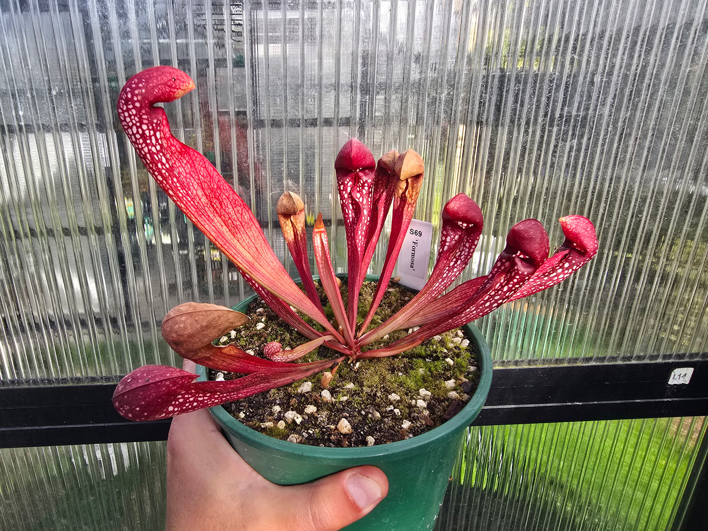Sarracenia 'Formosa' - American Pitcher Plant