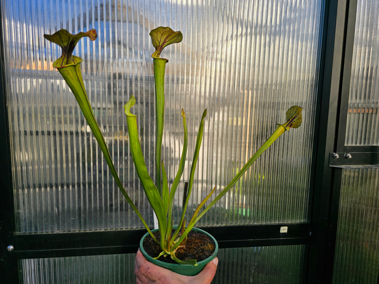 Sarracenia flava var. atropurpurea - cv. 'Waccamaw' F2 (Green Swamp, North Carolina, USA) - American Pitcher Plant