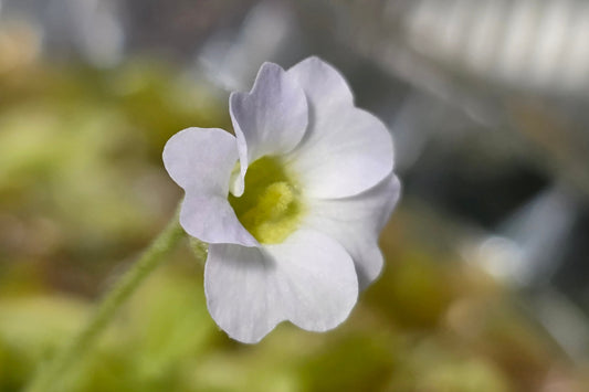 Pinguicula primuliflora - Warm Temperate Primrose Butterwort