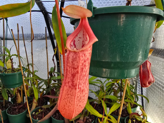 Nepenthes spectabilis x (spathulata x ventricosa) - Highland Tropical Pitcher Plant
