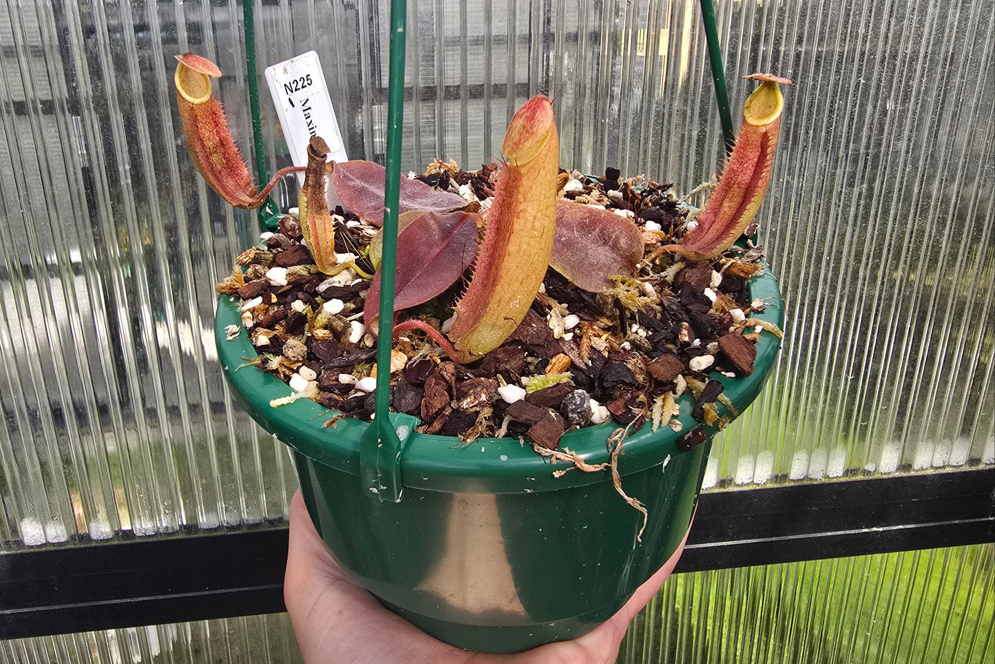 Nepenthes maxima - Intermediate Tropical Pitcher Plant