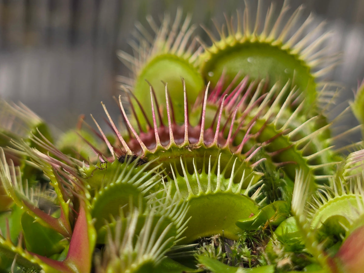 Dionaea muscipula 'Phalanx’ - Venus Fly Trap