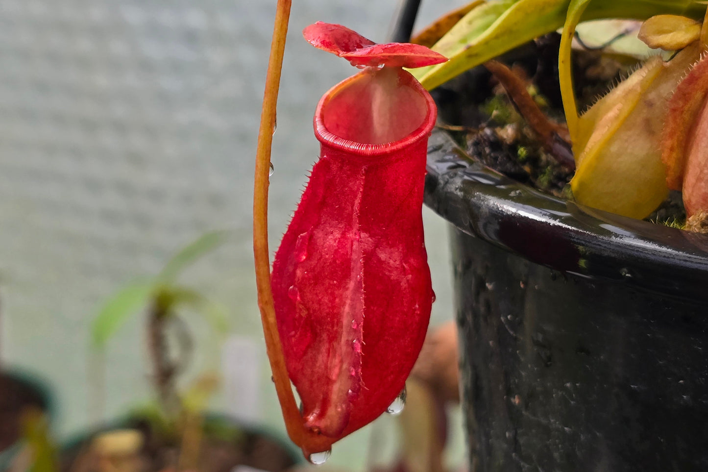Nepenthes madagascariensis - Intermediate Tropical Pitcher Plant