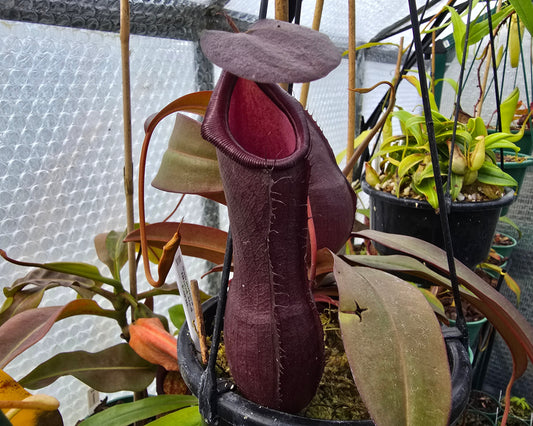 Nepenthes sanguinea 'Blood Red Form' - Intermediate Tropical Pitcher Plant