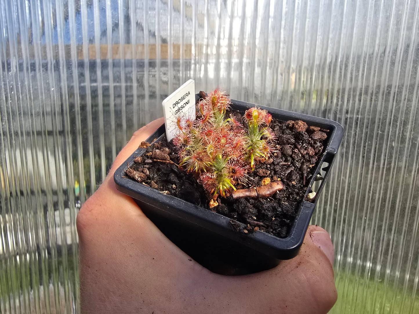 Drosera gibsonii - Pygmy Sundew