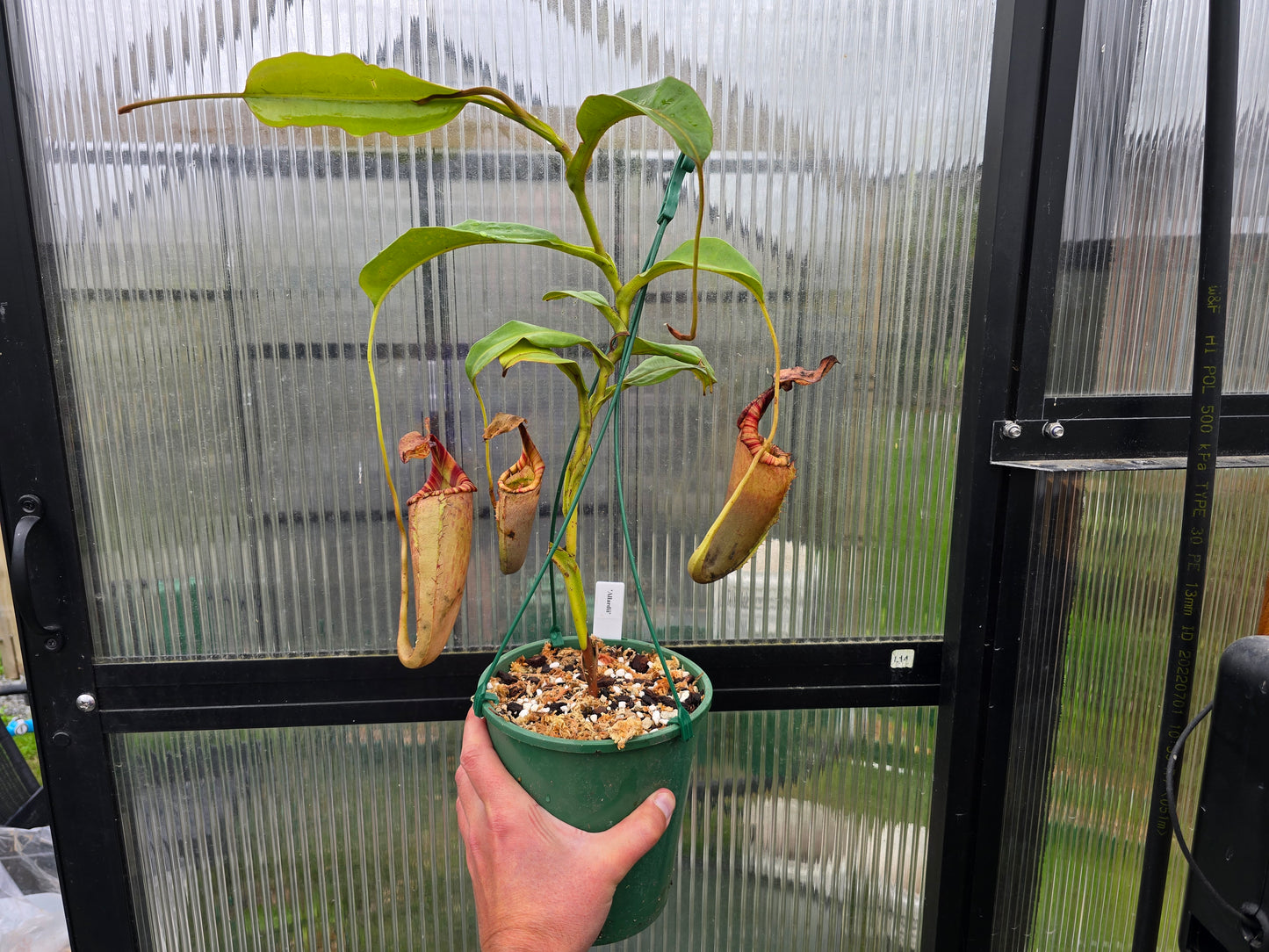 Nepenthes 'Allardii' (Male) - Intermediate Tropical Pitcher Plant