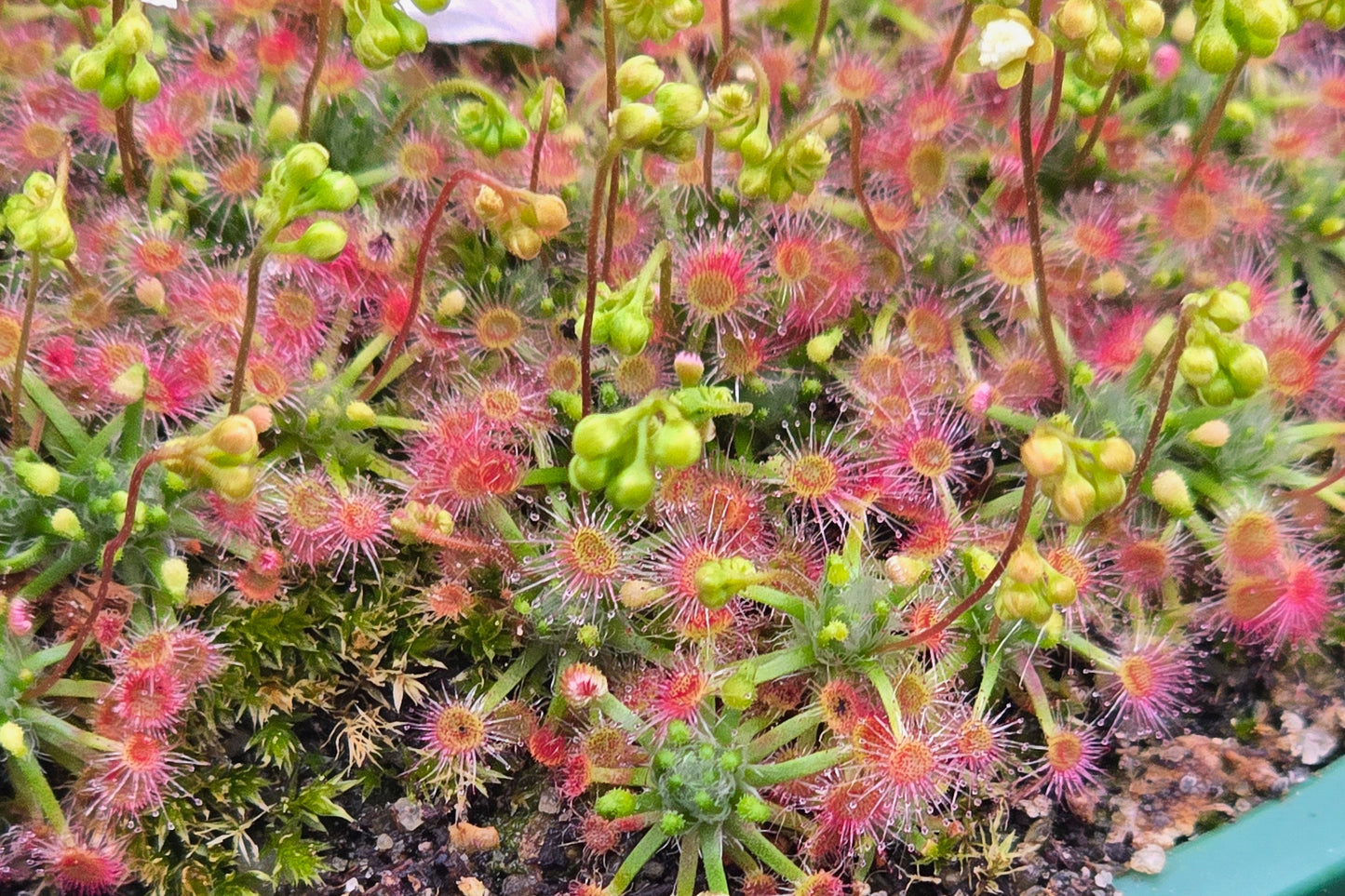 Drosera micrantha - Pygmy Sundew