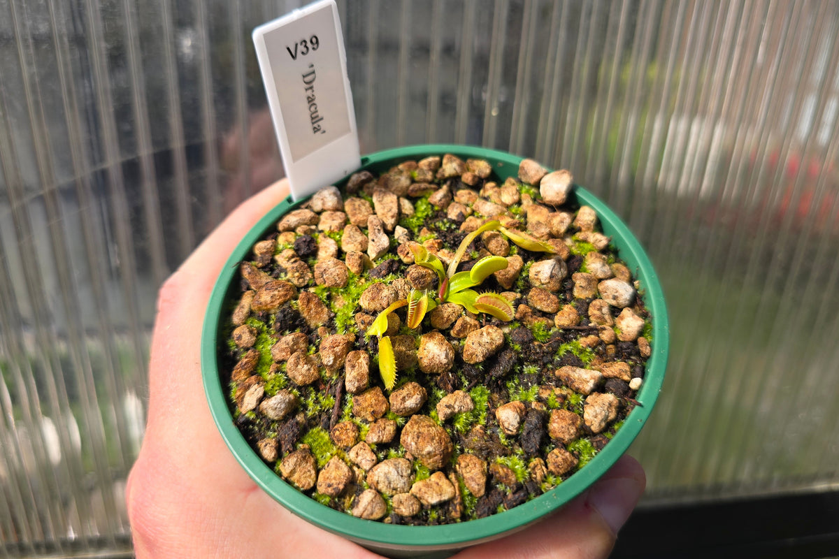 Dionaea muscipula 'Dracula' - Venus Fly Trap