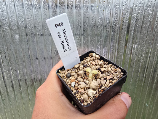Pinguicula moranensis var. roseii - Mexican Butterwort