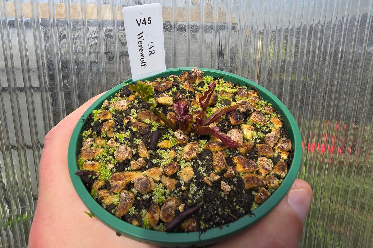 Dionaea muscipula 'AR Werewolf' - Venus Fly Trap