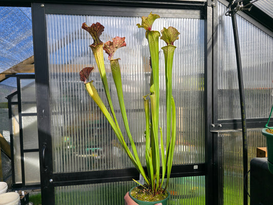Sarracenia 'Moorei' - cv. 'Ngaire Gray' - Moore's American Pitcher Plant