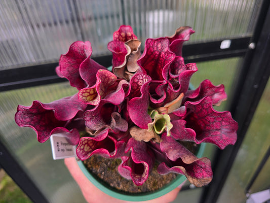 Sarracenia purpurea ssp. venosa - American Pitcher Plant