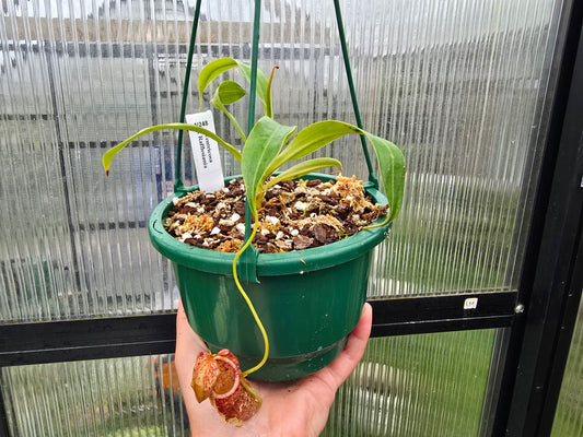 Nepenthes ventricosa x rafflesiana - Highland Tropical Pitcher Plant