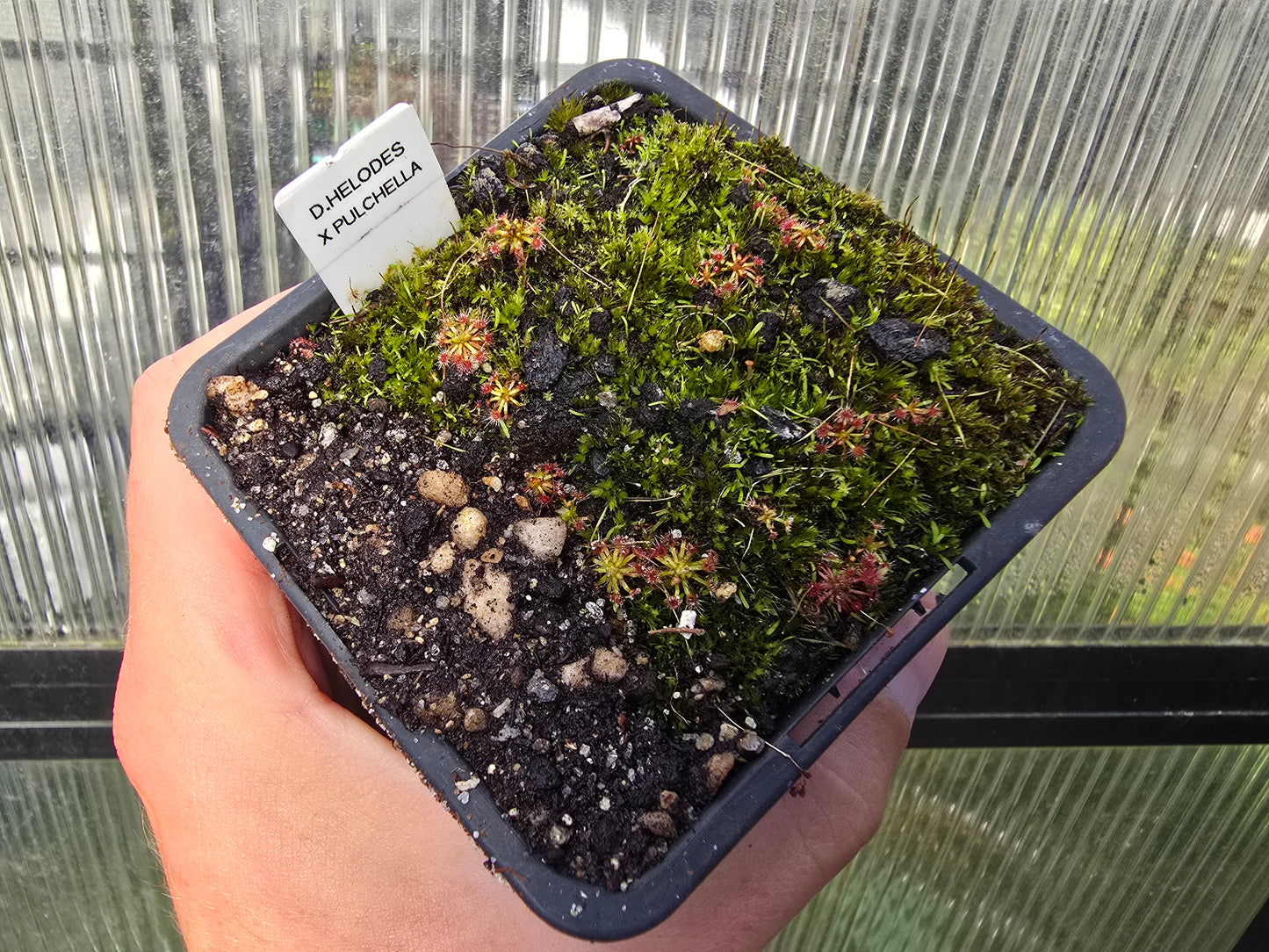 Drosera helodes × pulchella - Pygmy Sundew