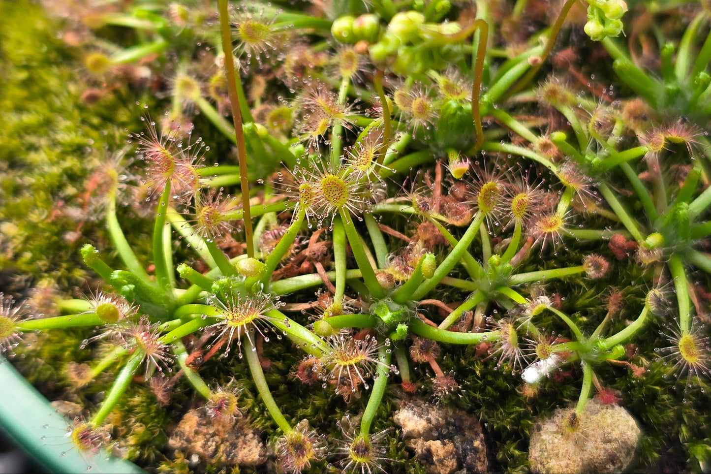 Drosera paleacea - Pygmy Sundew