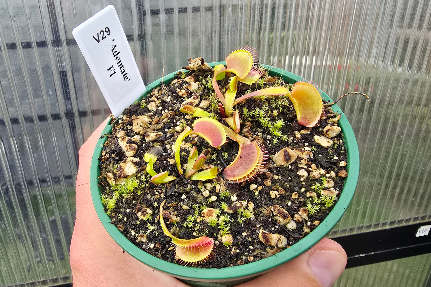 Dionaea muscipula 'Adentate' F1 - Venus Fly Trap