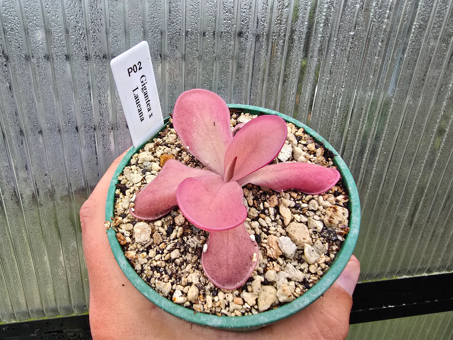 Pinguicula gigantea x laueana - Mexican Butterwort