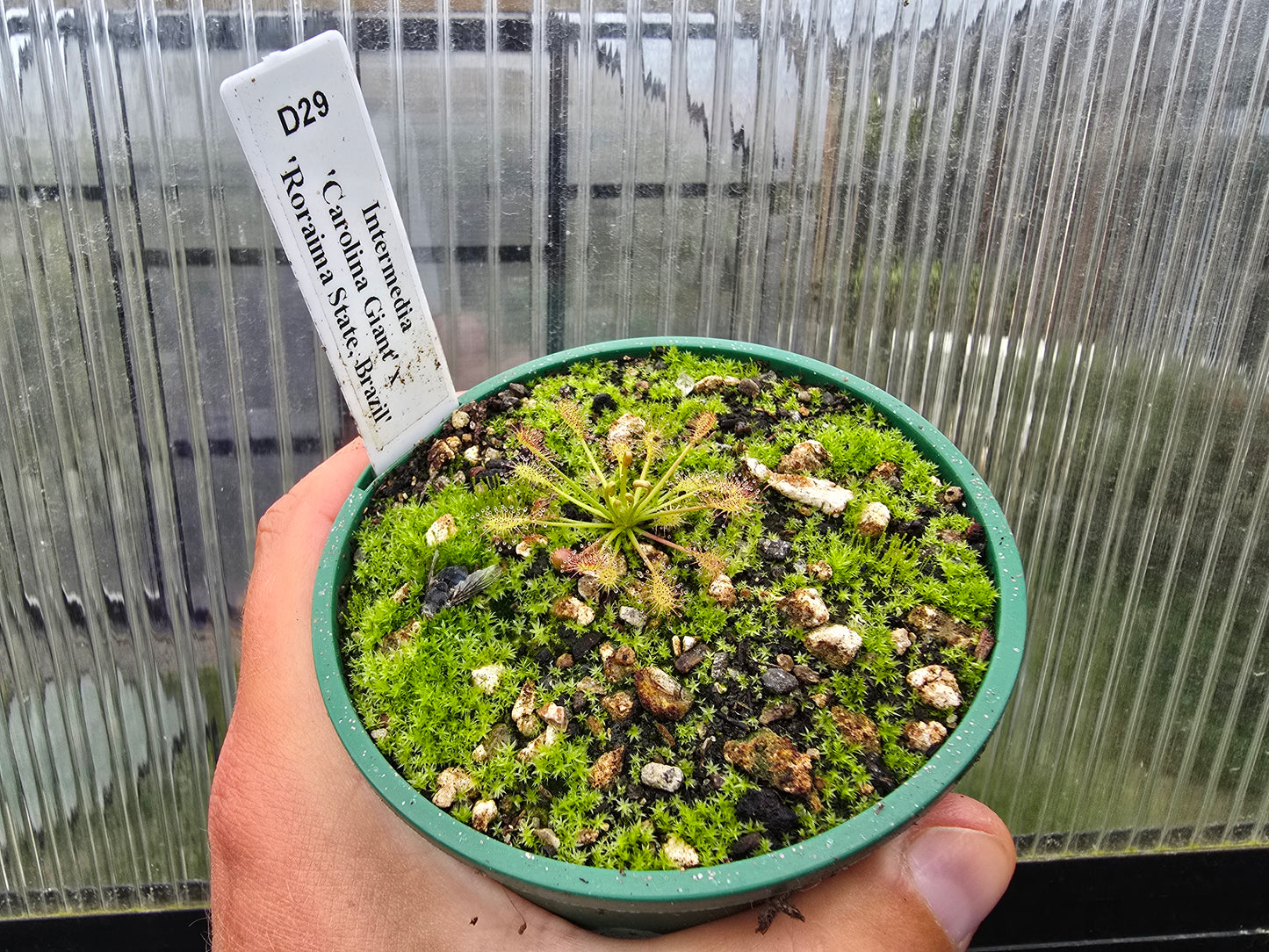 Drosera intermedia 'Carolina Giant' x 'Roraima State, Brazil' - The Oblong-leaved Sundew