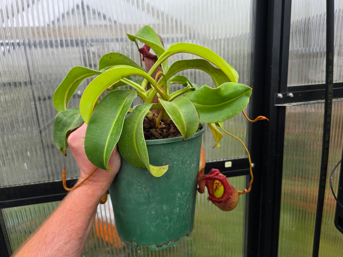 Nepenthes 'Malani' - Highland Tropical Pitcher Plant