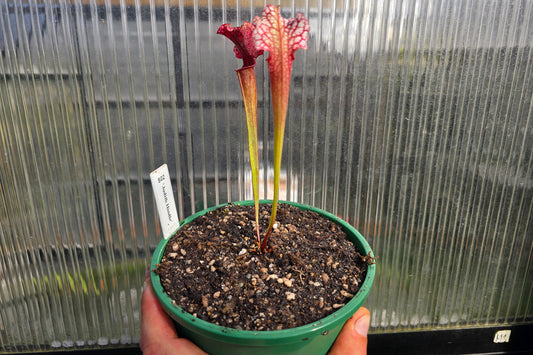 Gift Pack - Sarracenia (American Pitcher Plants) - Option 1
