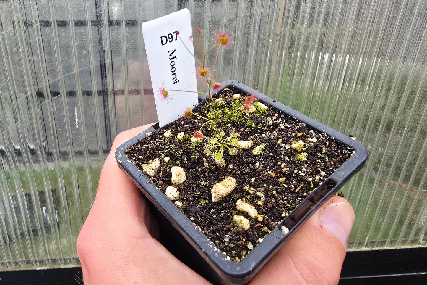 Drosera moorei - Tuberous Sundew