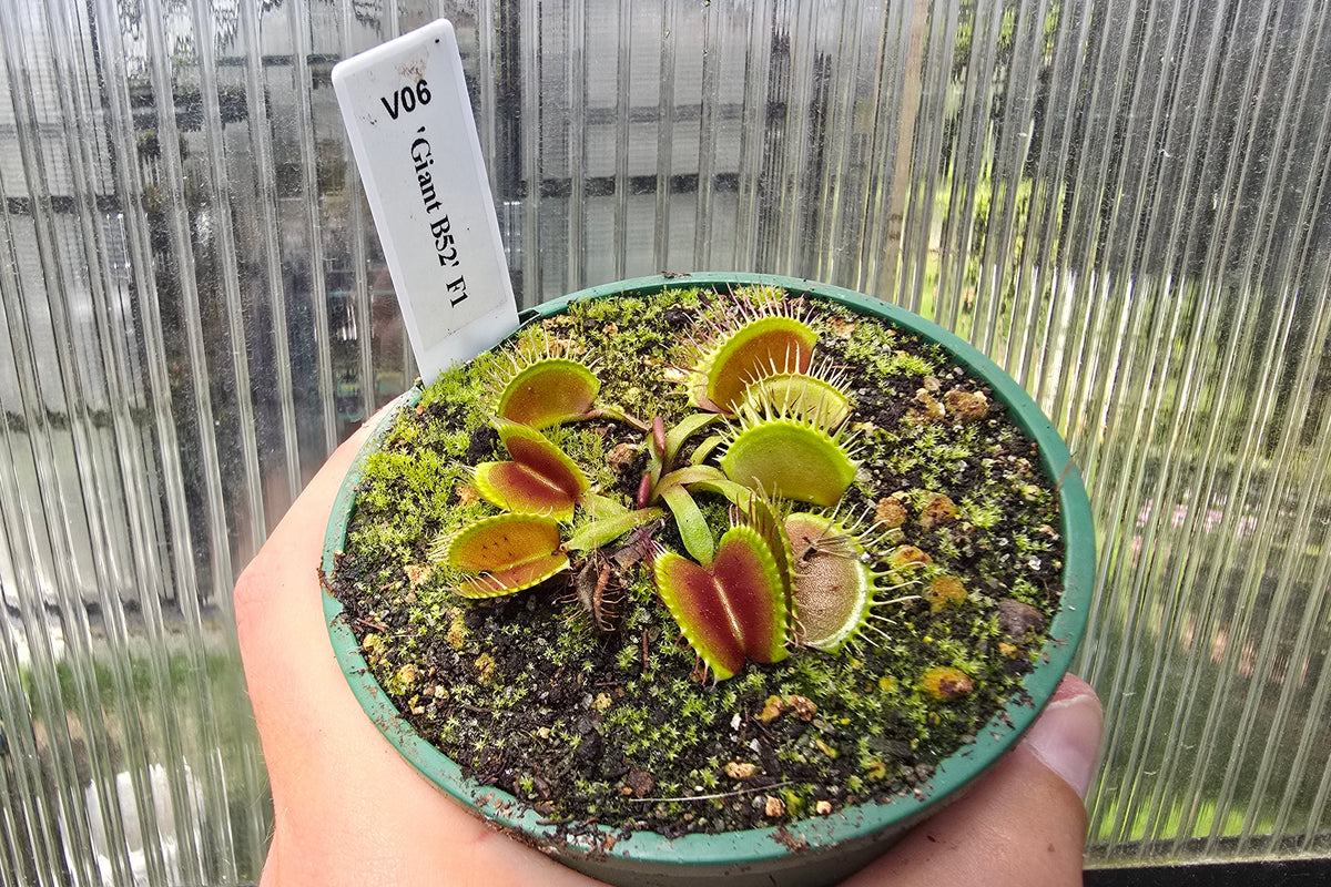 Dionaea muscipula 'Giant B52' F1 - Venus Fly Trap