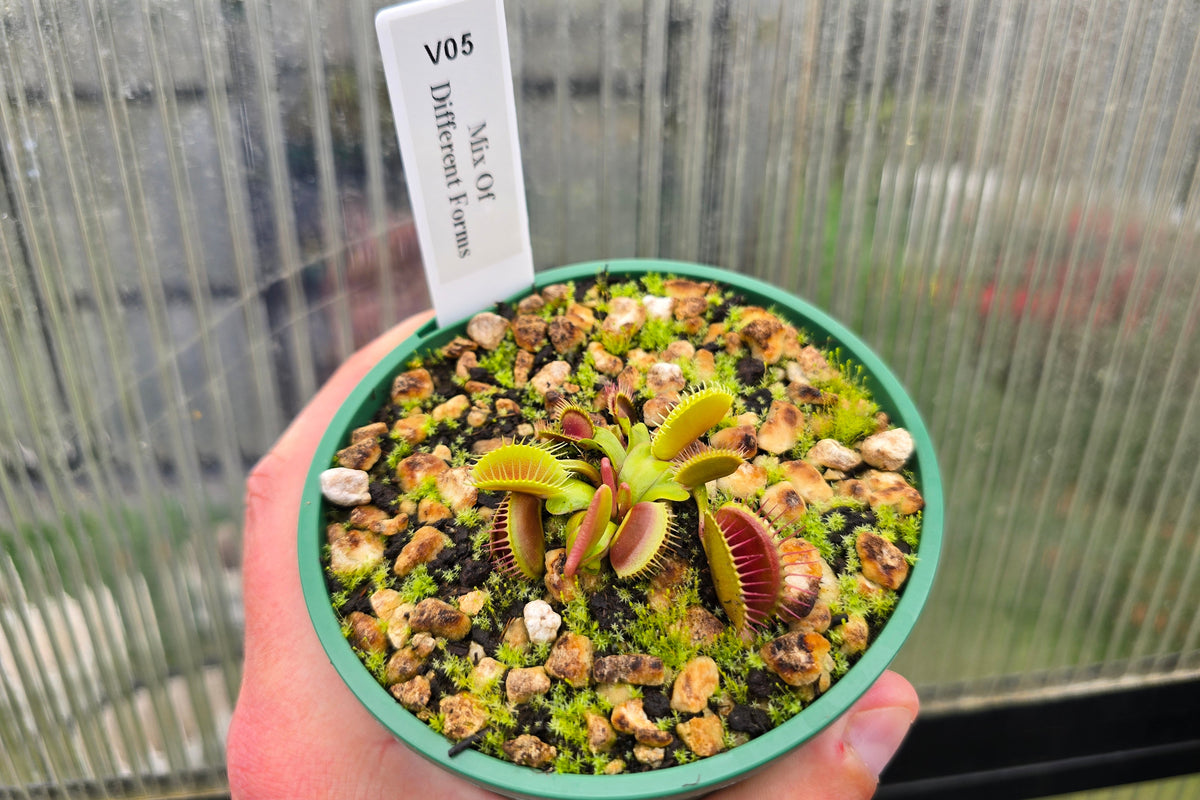 Dionaea muscipula 'Mix Of Different Forms' F1 - Venus Fly Trap