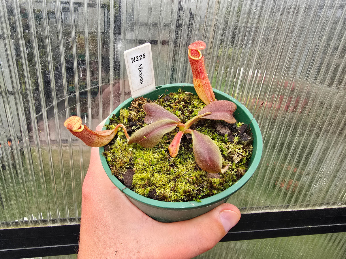 Nepenthes maxima - Intermediate Tropical Pitcher Plant