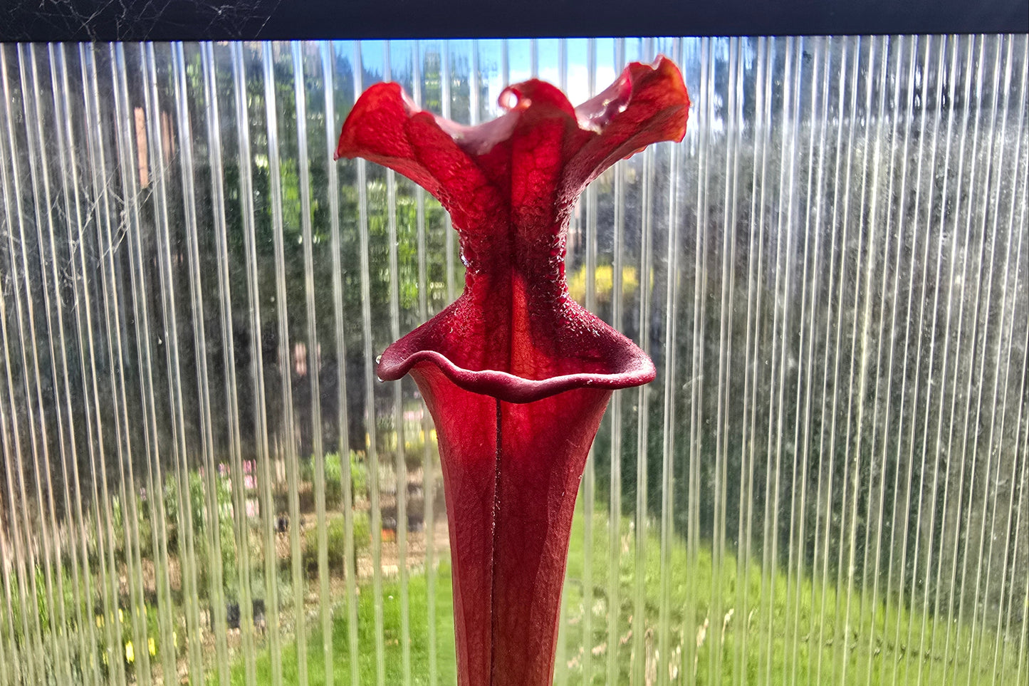 Sarracenia 'Moorei' "Timothy King" x flava var. atropurpurea "Don Schnell" - American Pitcher Plant