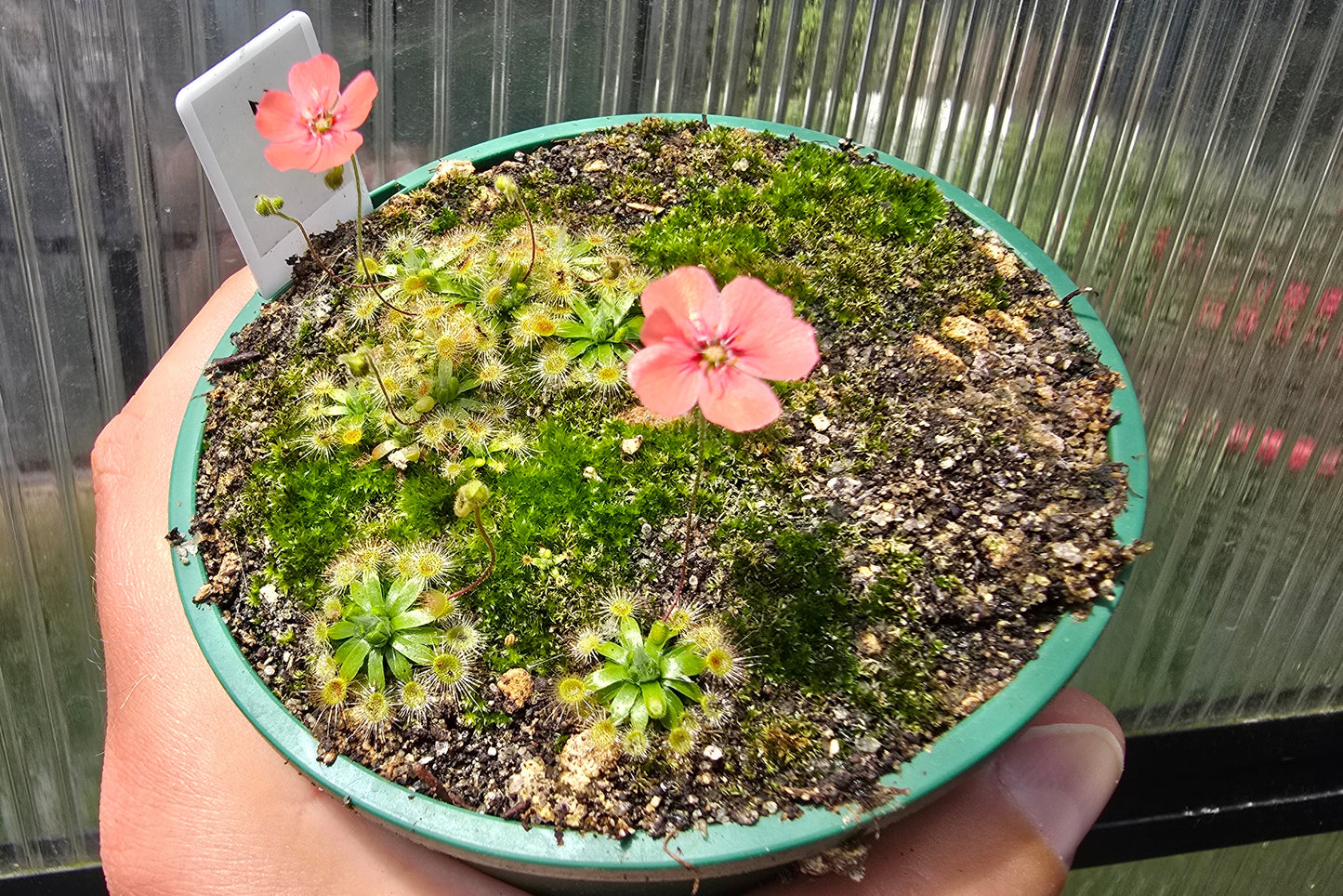 Drosera pulchella - Orange White Form - Pygmy Sundew