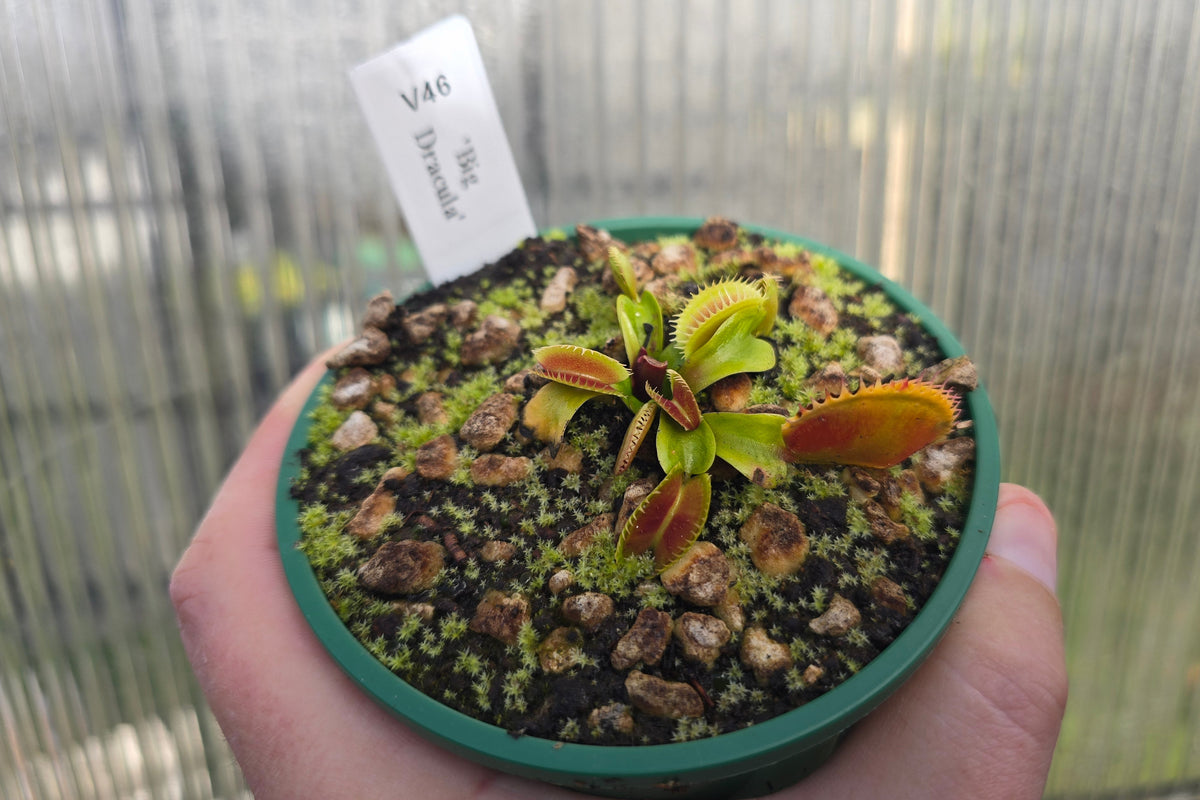 Dionaea muscipula 'Big Dracula' - Venus Fly Trap