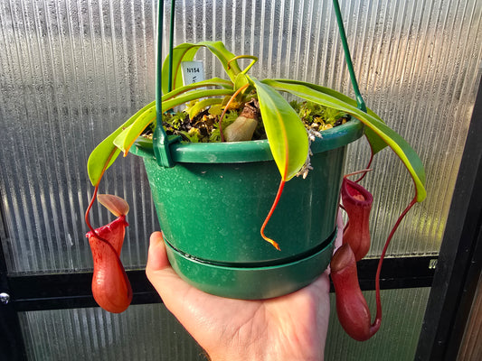Nepenthes ventricosa - Red Form - Highland Tropical Pitcher Plant