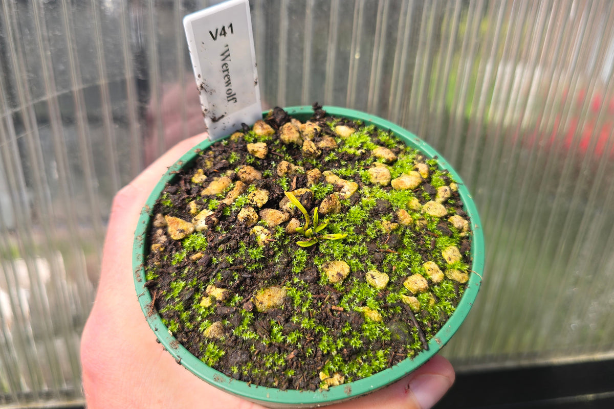 Dionaea muscipula 'Werewolf' - Venus Fly Trap