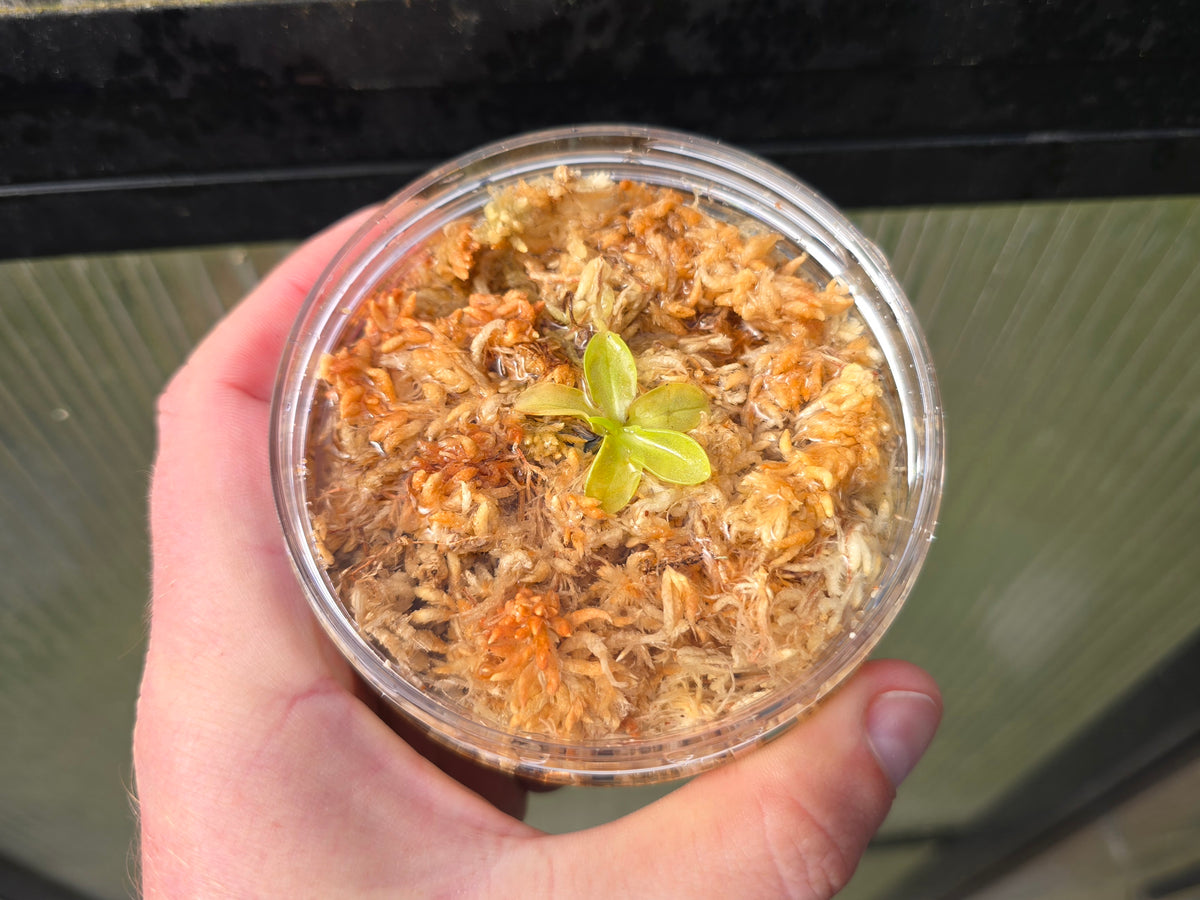 Pinguicula primuliflora - Warm Temperate Primrose Butterwort