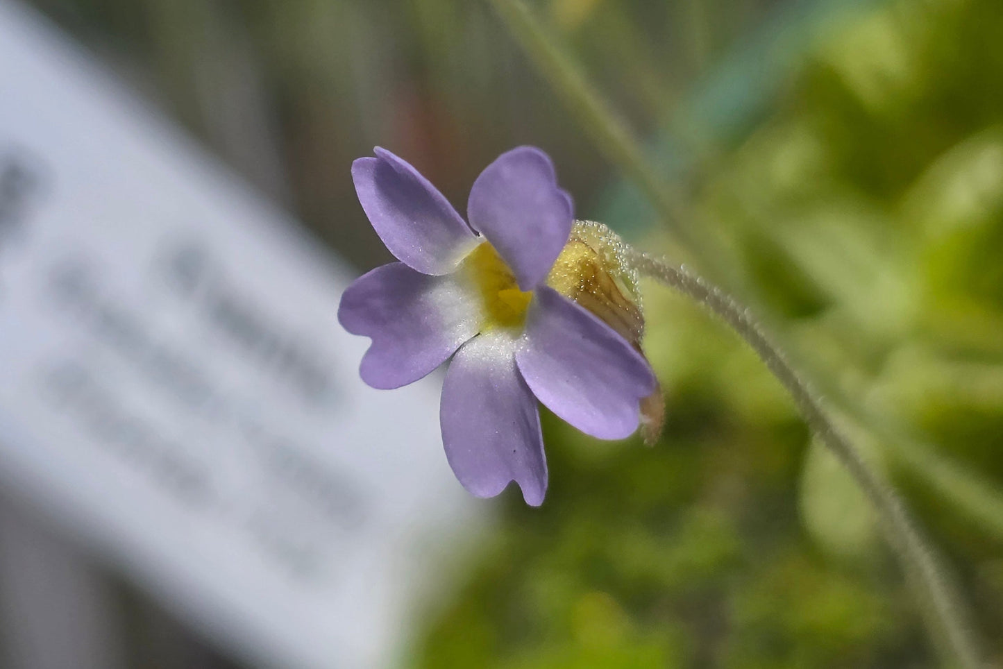 Pinguicula pumila (Wakulla County, Florida, USA) - The Dwarf Butterwort
