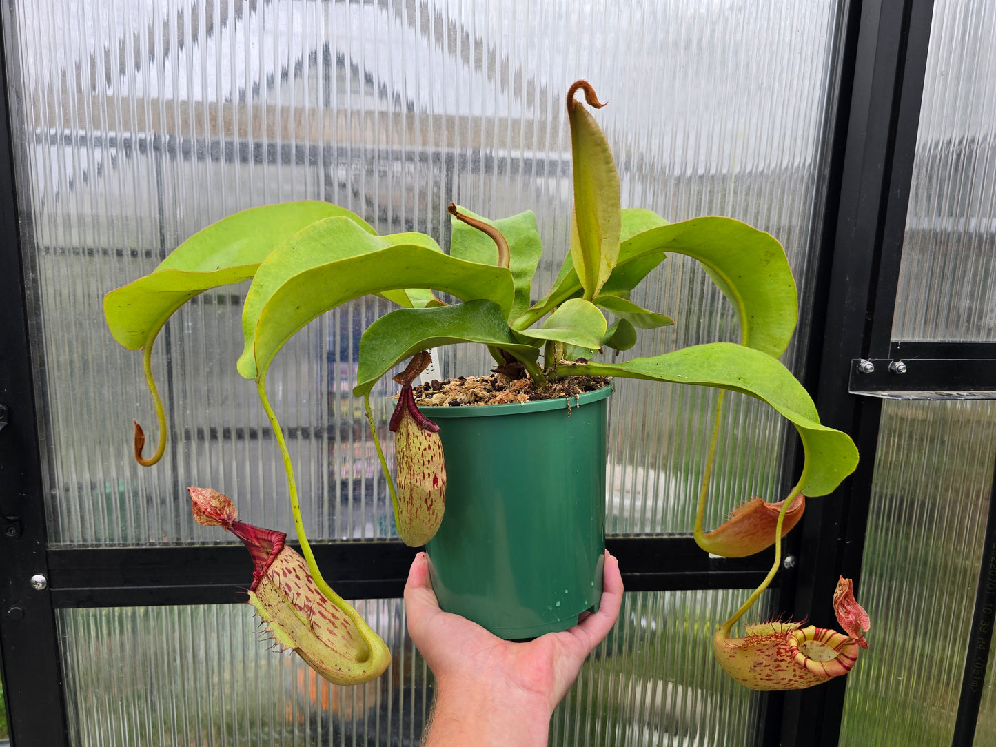 Nepenthes maxima x veitchii (Female) - Intermediate Tropical Pitcher Plant