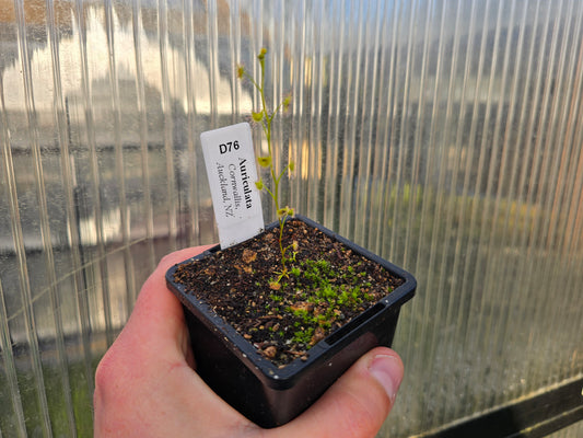 Drosera auriculata (Cornwallis, Auckland, NZ) - Tuberous Sundew