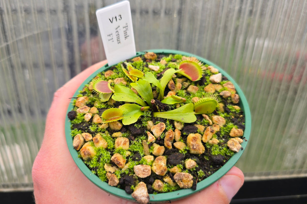 Dionaea muscipula 'Pink Venus' F1 - Venus Fly Trap