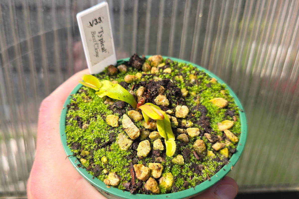 Dionaea muscipula "Our Best Typical Clone" - Venus Fly Trap