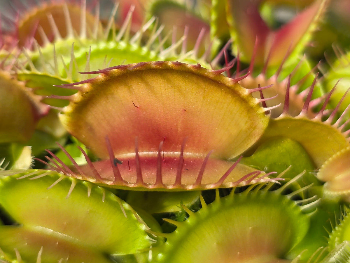Dionaea muscipula 'SD Kronos' - Venus Fly Trap