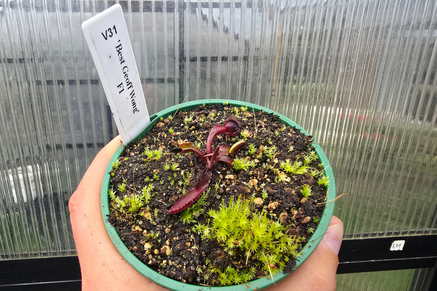 Dionaea muscipula 'Best Geoff Wong' F1 - Venus Fly Trap