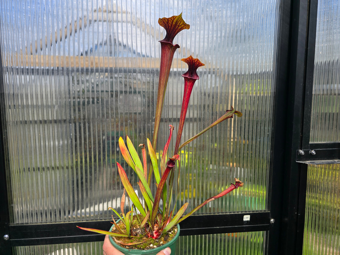 Sarracenia flava var. rubricorpora - American Pitcher Plant