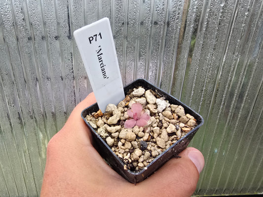 Pinguicula 'Marciano' - Mexican Butterwort